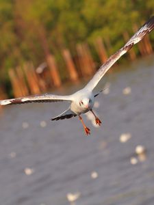 Превью обои чайка, птица, море, полет, взмах