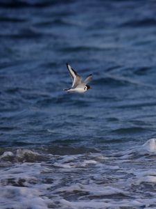 Превью обои чайка, птица, море, вода, полет