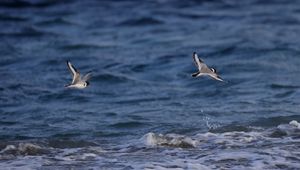 Превью обои чайка, птица, море, вода, полет