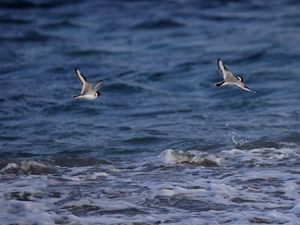 Превью обои чайка, птица, море, вода, полет