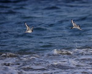 Превью обои чайка, птица, море, вода, полет