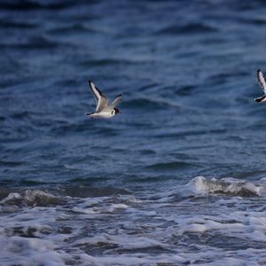 Превью обои чайка, птица, море, вода, полет