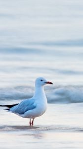 Превью обои чайка, птица, море, вода