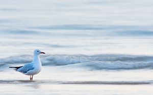 Превью обои чайка, птица, море, вода