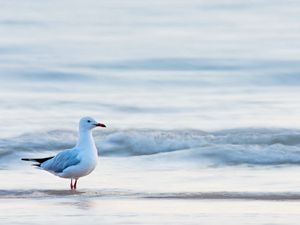 Превью обои чайка, птица, море, вода