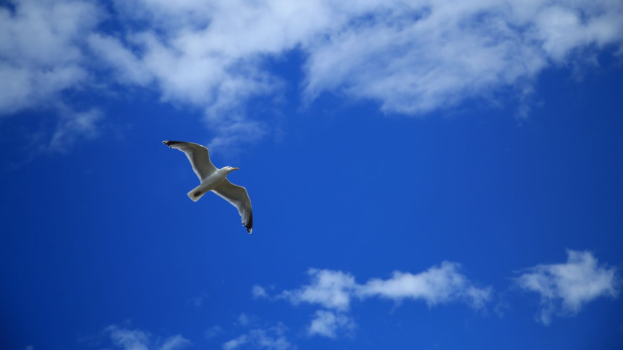 Обои чайка, птица, небо, полет, облака