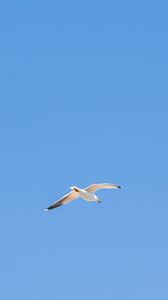 Превью обои чайка, птица, небо, минимализм, синий