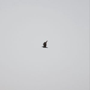 Превью обои чайка, птица, небо, минимализм, серый