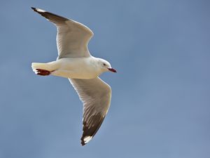 Превью обои чайка, птица, перья, полет, небо