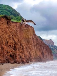 Превью обои чайка, птица, полет, море, скалы, дикая природа