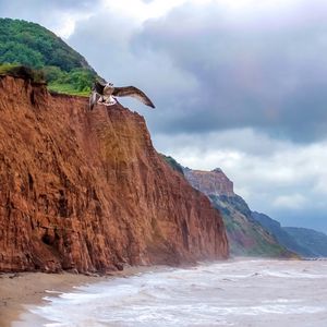 Превью обои чайка, птица, полет, море, скалы, дикая природа