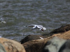 Превью обои чайка, птица, полет, море, камни