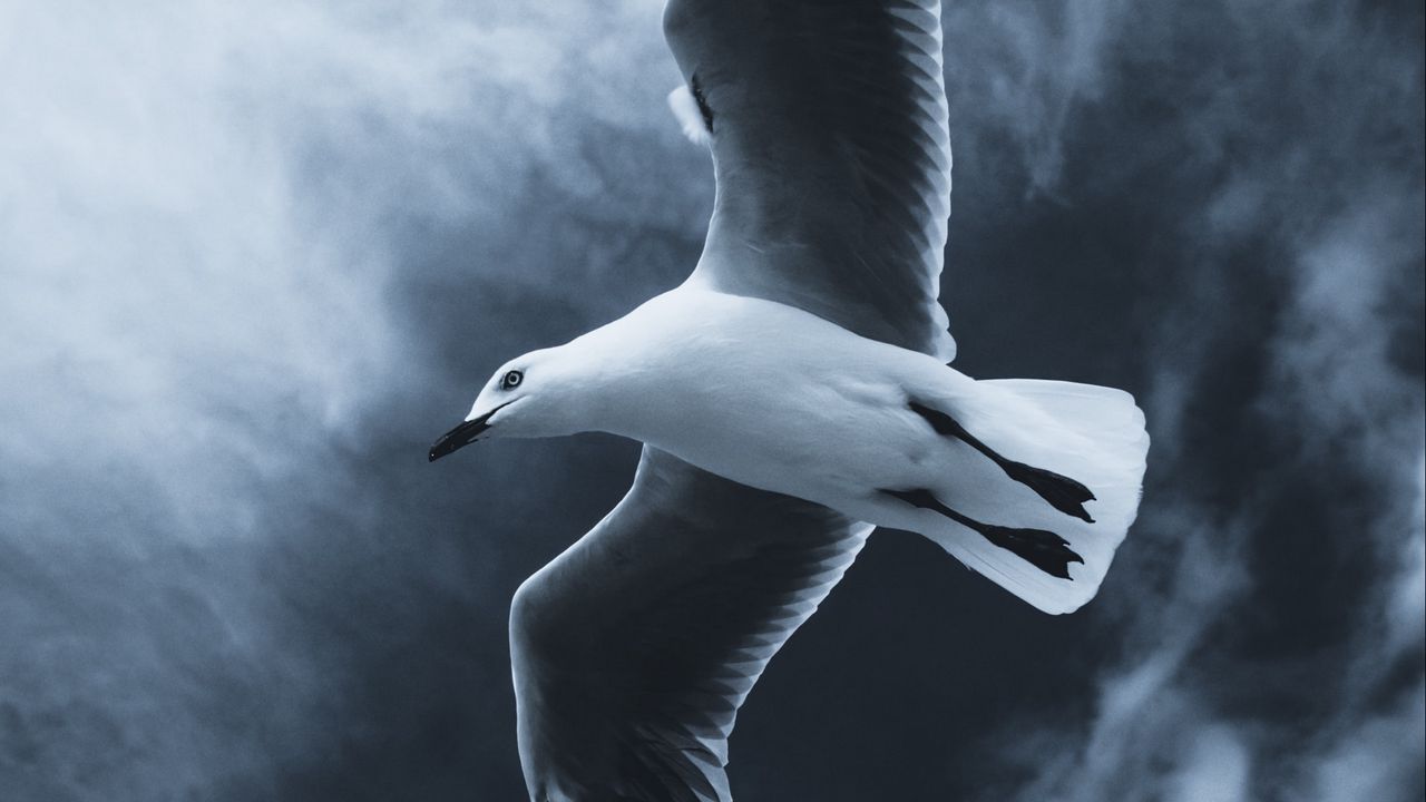 Обои чайка, птица, полет, крылья, туман, небо