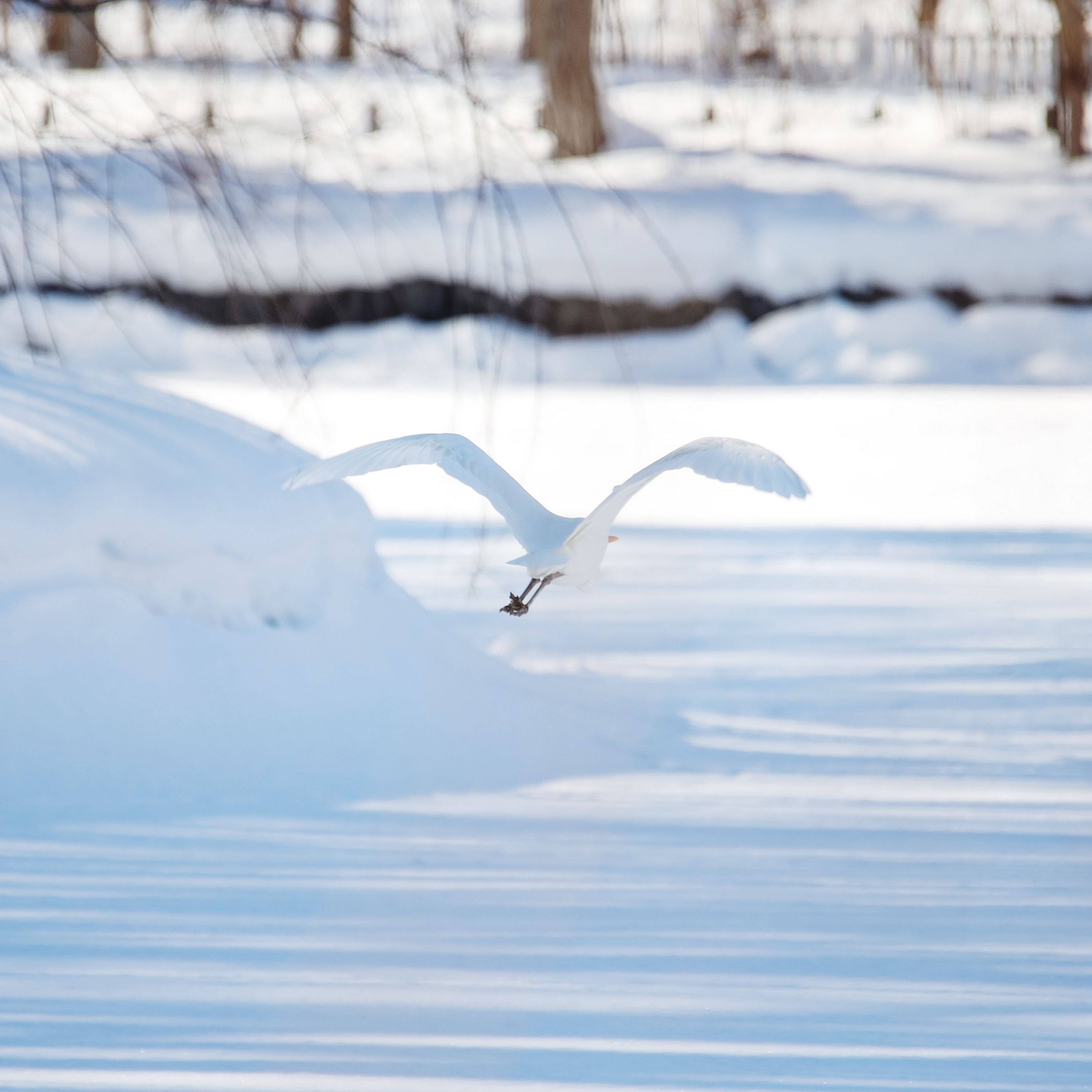 Snow flight. Чайка зимой. Белая зимняя птица. Белые птицы зимой. Птичий полёт Козловка зимой.