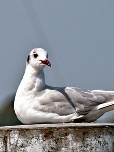 Превью обои чайка, птица, сидеть, клюв