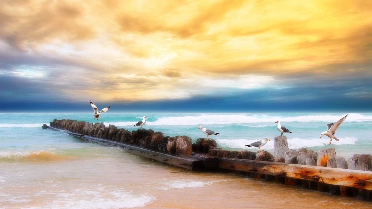 Обои чайки, бревна, птицы, берег, море, небо, желтый, голубой, пляж, горизонт
