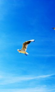 Превью обои чайки, голубое небо, полет