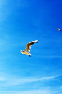 Превью обои чайки, голубое небо, полет