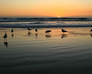 Превью обои чайки, море, закат, свет