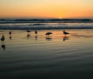 Превью обои чайки, море, закат, свет