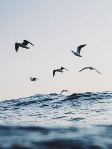 Превью обои чайки, океан, волны, минимализм