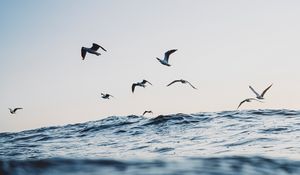 Превью обои чайки, океан, волны, минимализм