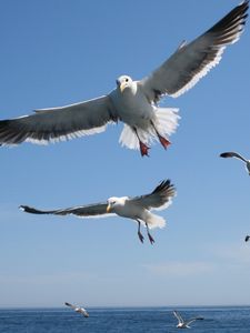 Превью обои чайки, полет, море, небо