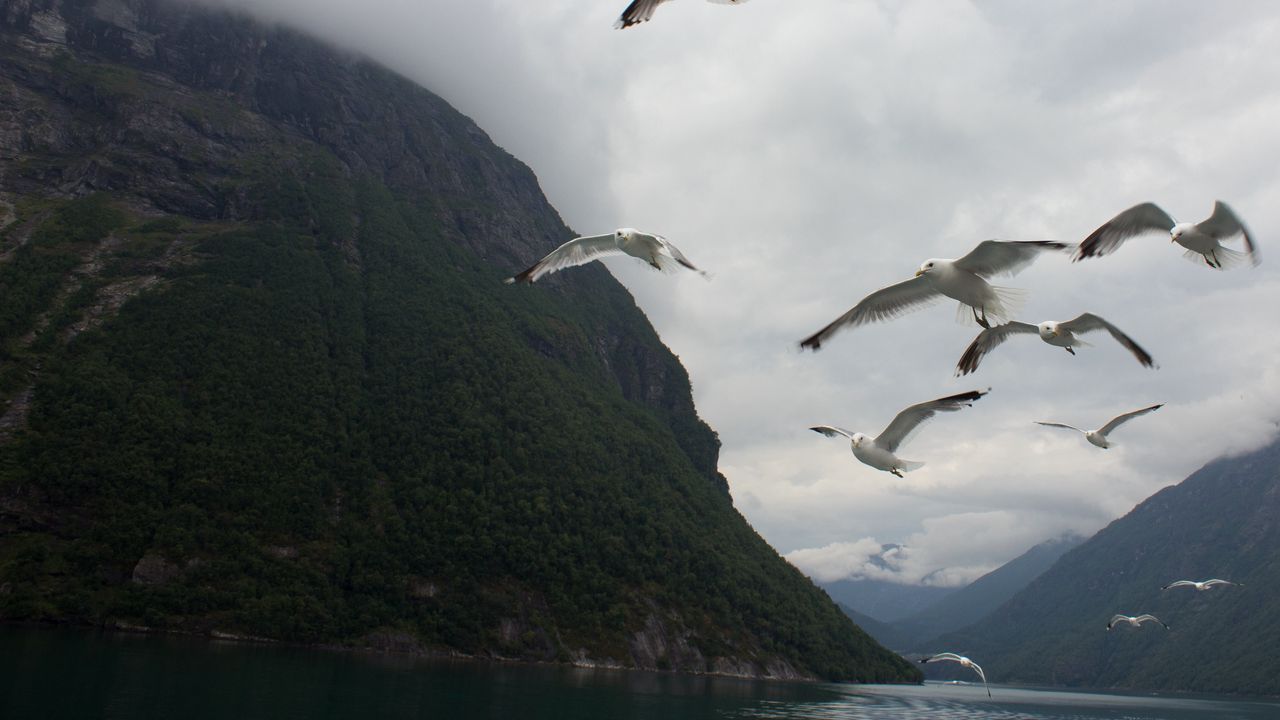 Обои чайки, птицы, море, фьорд, норвегия