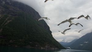 Превью обои чайки, птицы, море, фьорд, норвегия
