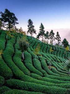 Превью обои чайное поле, урожай, деревья, тайвань