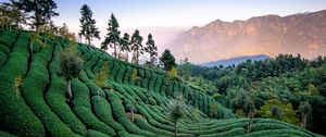 Превью обои чайное поле, урожай, деревья, тайвань