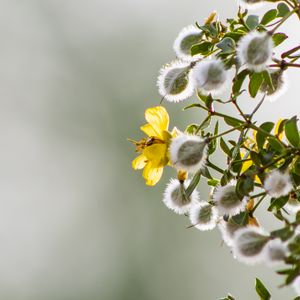 Превью обои чапараль, цветы, почки, ветка, весна