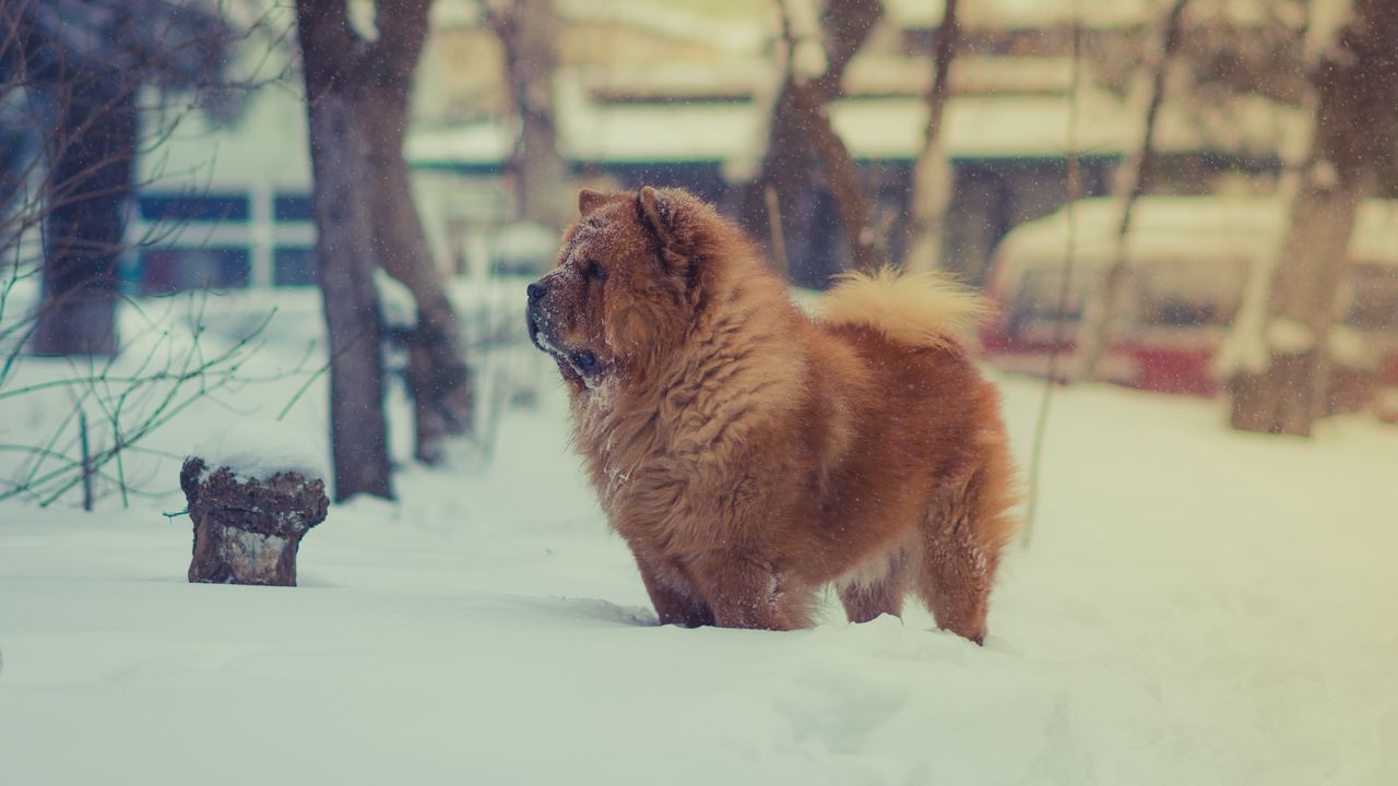 Обои чау чау, собака, снег