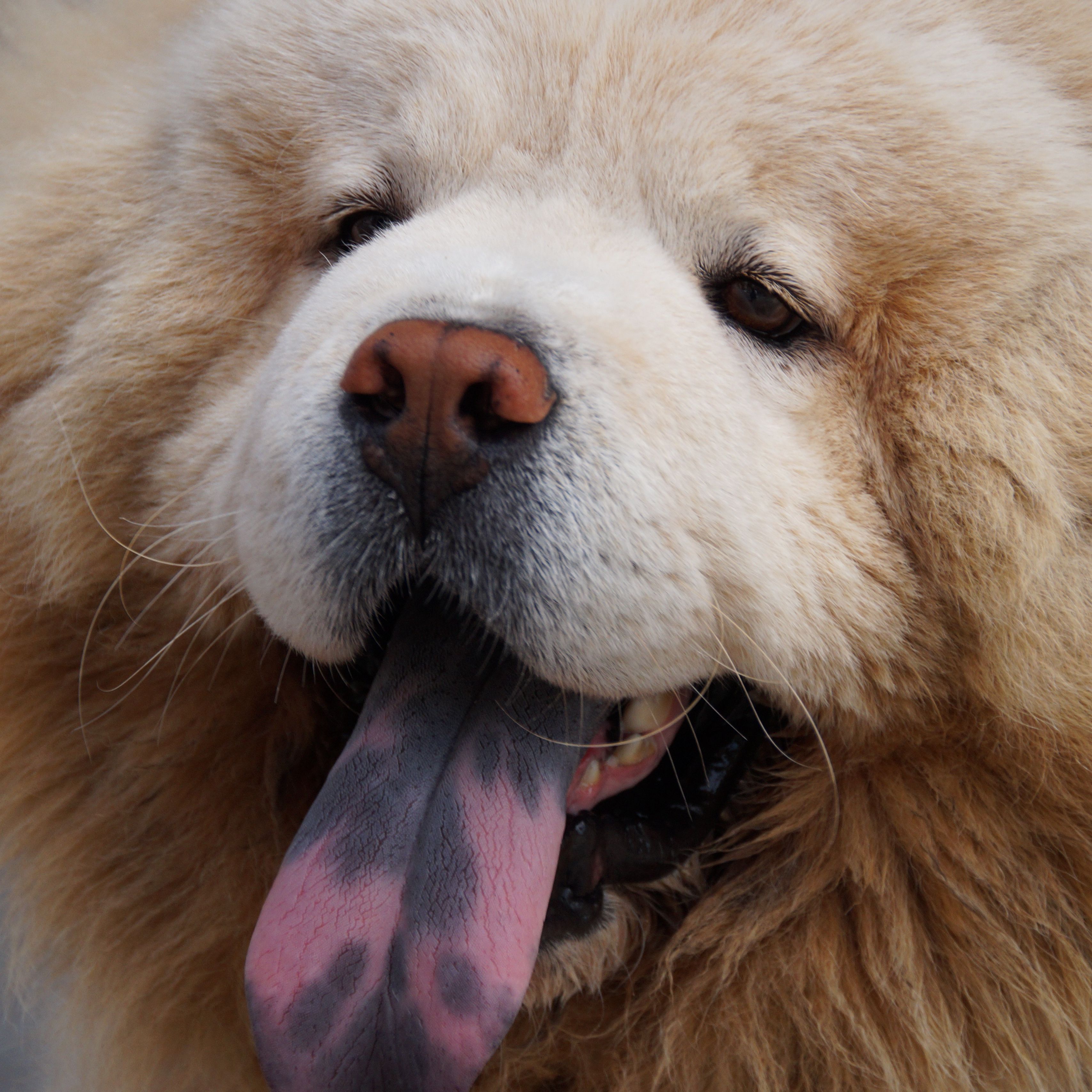 Собака с синим языком чау чау. Собака с синим языком чау чау. Чау чау морда. Чау-чау синий язык. Пушистая собака с фиолетовым языком.