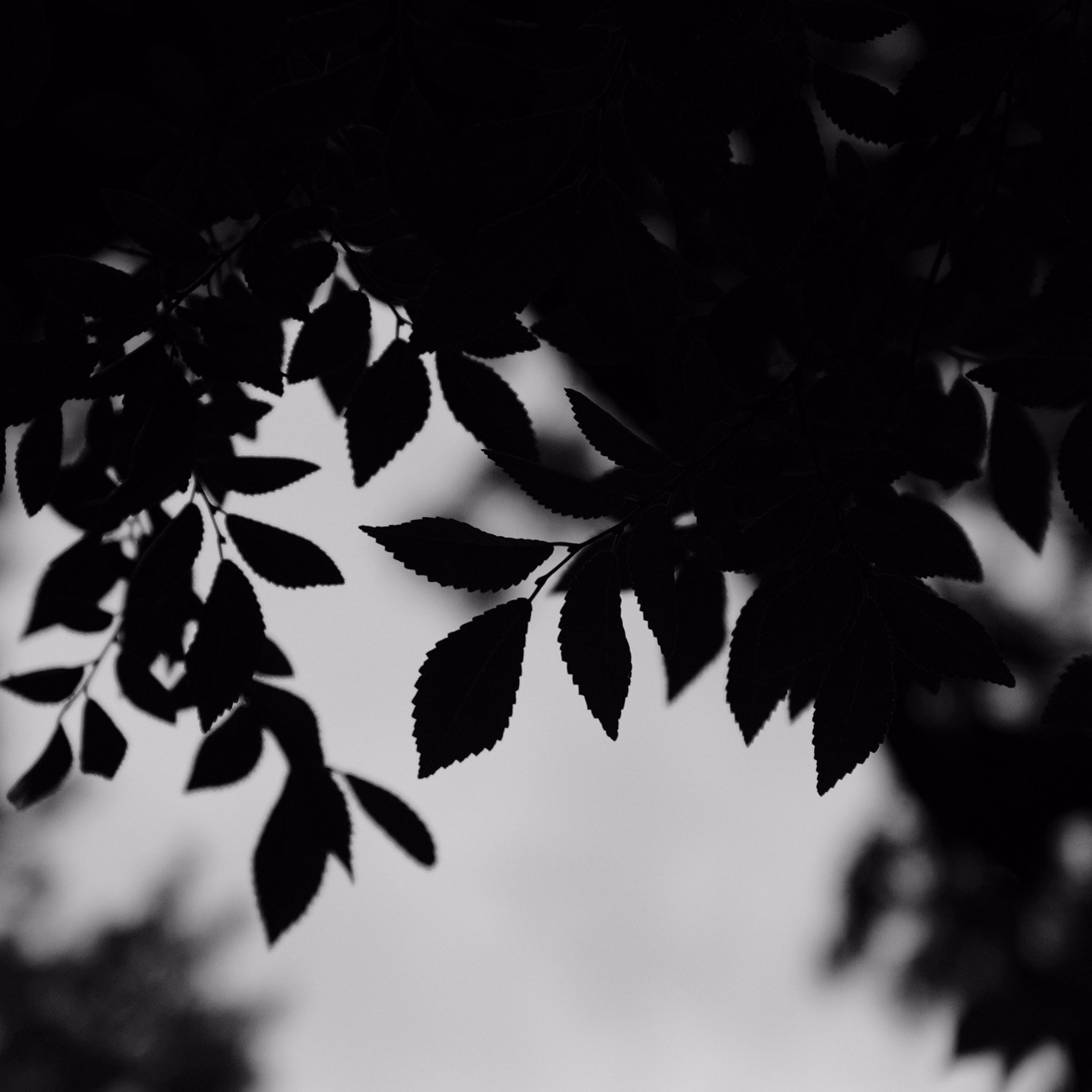Страница черным фоном. Черно белые обои. Черный лист. Листья черно белые. Черные обои с листьями.
