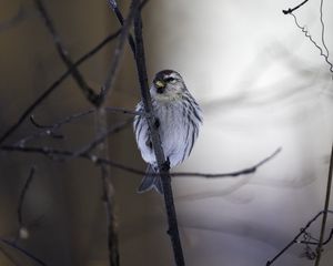 Превью обои чечетка, птица, клюв, ветка