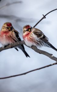 Превью обои чечетка, птица, ветка, размытие, дикая природа