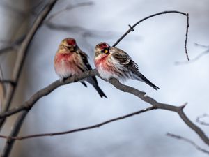 Превью обои чечетка, птица, ветка, размытие, дикая природа