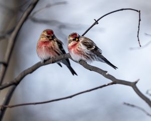 Превью обои чечетка, птица, ветка, размытие, дикая природа