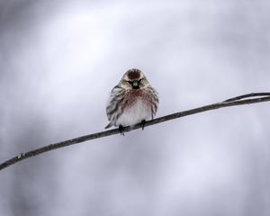 Превью обои чечетка, птица, ветка, зима