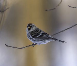 Превью обои чечетка, птица, ветка