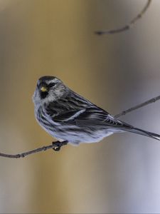 Превью обои чечетка, птица, ветка, дикая природа