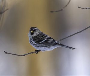 Превью обои чечетка, птица, ветка, дикая природа