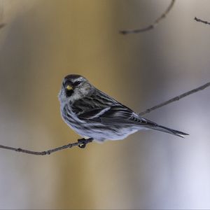 Превью обои чечетка, птица, ветка, дикая природа