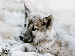 Превью обои чехословацкая волчья собака, щенок, грусть, лежит