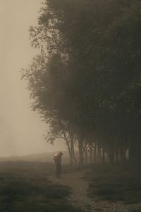 Превью обои человек, куб, деревья, аллея, туман, арт