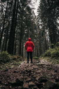 Превью обои человек, лес, одиночество, деревья, тропинка
