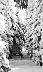 Превью обои человек, лыжи, снег, зима, лес, природа