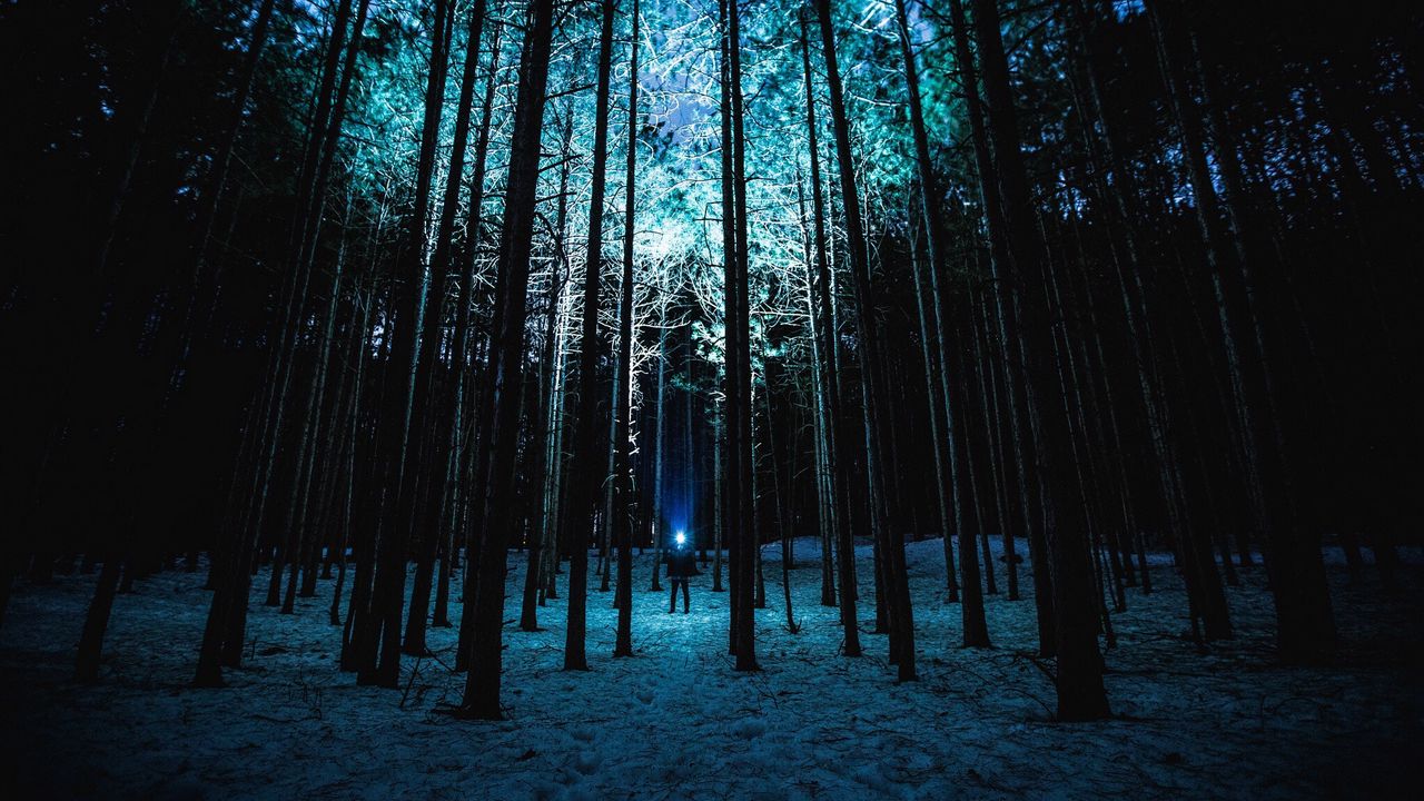 Обои человек, ночь, лес, свет, деревья