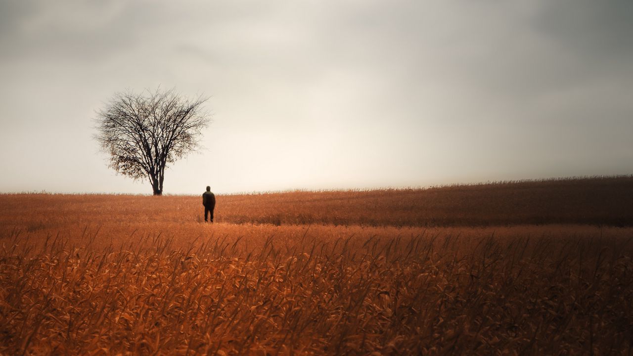 Обои человек, одиночество, поле, дерево